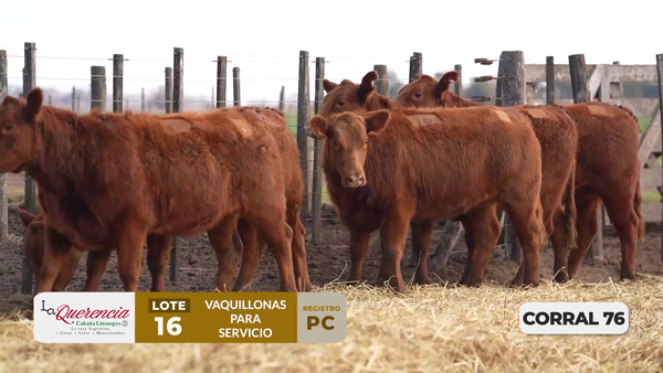 Lote VAQUILLONAS PC PARA SERVICIO