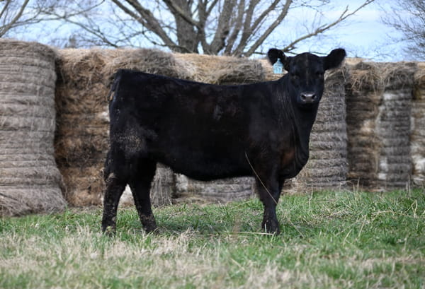 Lote TERNERAS PEDIGREE