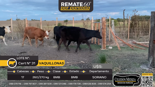 Lote 17 Vaquillonas  en Cardona, Soriano