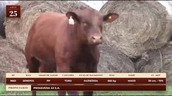 Lote LOTE 25