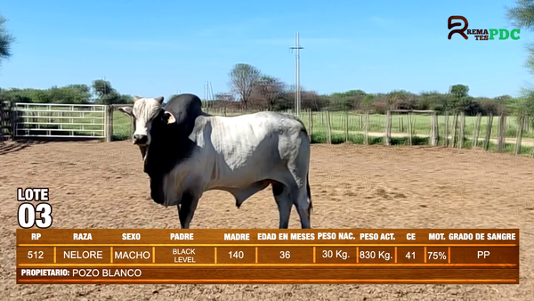 Lote TORO NELORE - POZO BLANCO