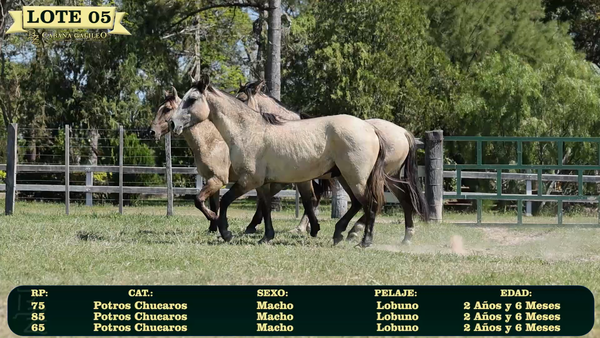 Lote LOTE 5