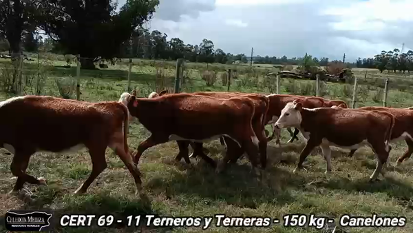 Lote 12 Novillos y Vaquillonas en Canelones