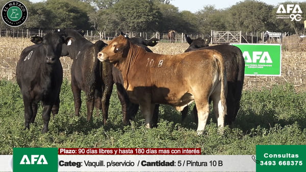 Lote """EL MATACO"" VAQUILLONAS PARA SERVICIO