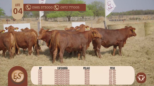 Lote TERNERAS BRANGUS CBO 5