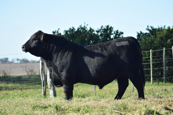Lote 575 COURAGE CONDOR (negro)
