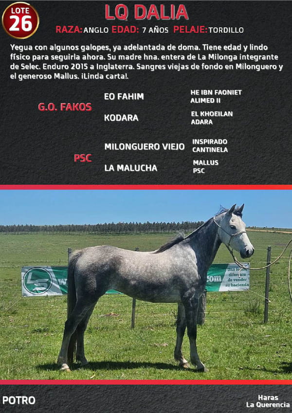 Lote LQ DALIA