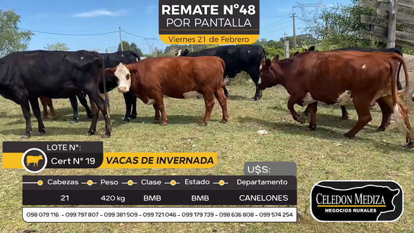 Lote 21 Vacas de invernada, en Parador Tajes, Canelones