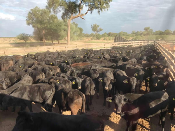 Lote 170 Novillitos en J.J. Castelli, Chaco