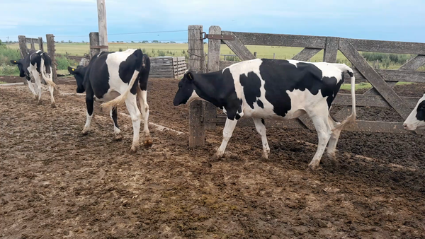 Lote 15 Terneras Holando Argentino en Morteros, Córdoba