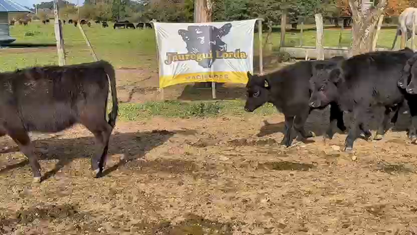 Lote 35 Terneros/as