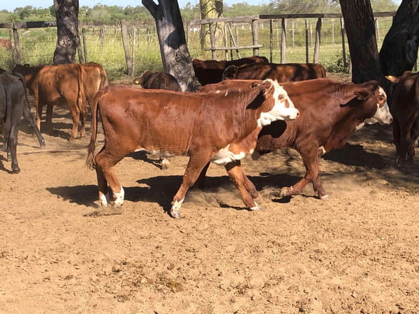Lote 110 Terneros/as en Estanislao Del Campo, Formosa