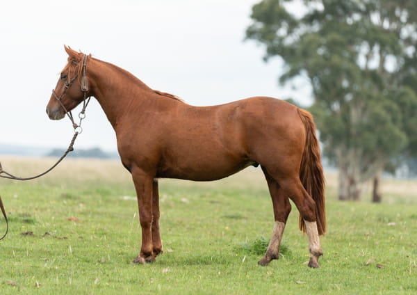 Lote Averías Consentido