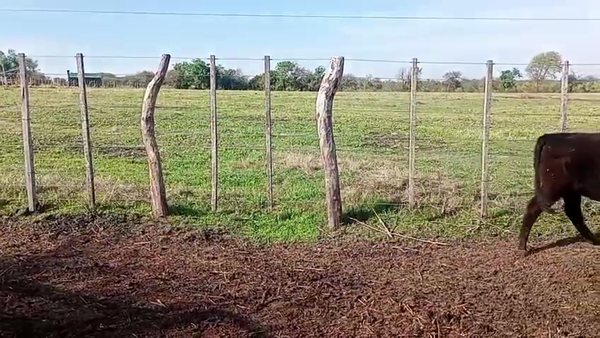 Lote 34 Novillitos y vaquillonas