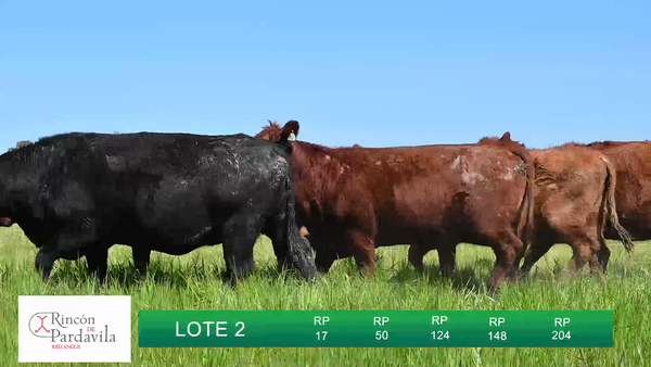 Lote HEMBRAS RINCON DE PARDAVILLA