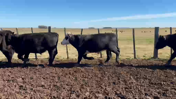 Lote 50 Novillos 385kg - , Rivera