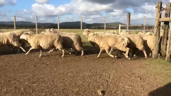 Lote 99 Borregas 55kg - , San José