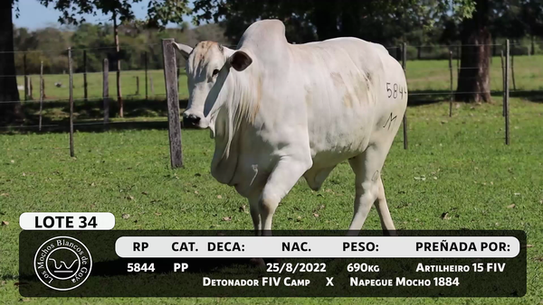 Lote LOTE 34