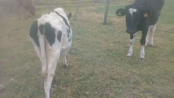Lote 3 terneras holando