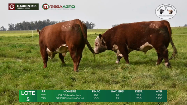 Lote LOTE 5        POLLED HEREFORD     2 1/2 años