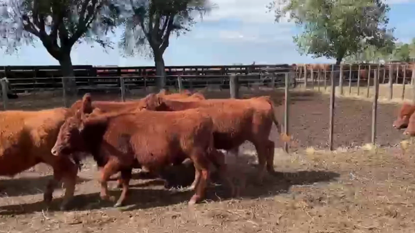 Lote 70 TERNS. MACHOS, OLAVARRIA, PCIA. DE BS. AS.