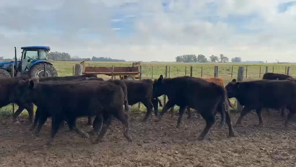 Lote 70 Novillitos en Buenos Aires, Lobos
