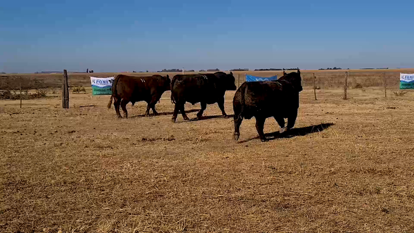 Lote TOROS A. ANGUS CABAÑA PAYMA