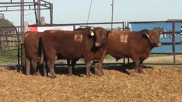Lote TOROS ANGUS COLORADOS PC