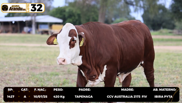 Lote LOTE 32