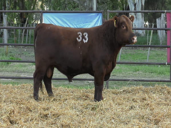 Lote TOROS ANGUS COLORADOS PC