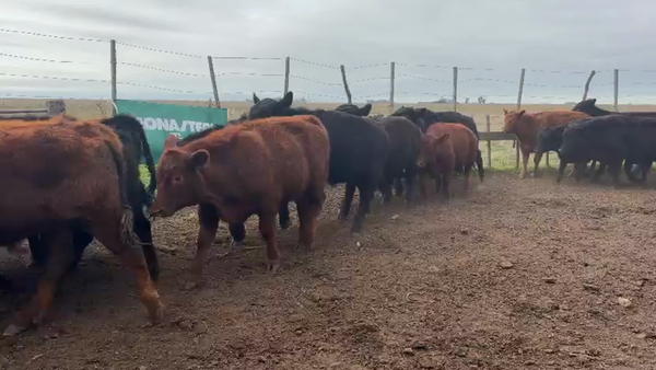 Lote 40 Novillitos