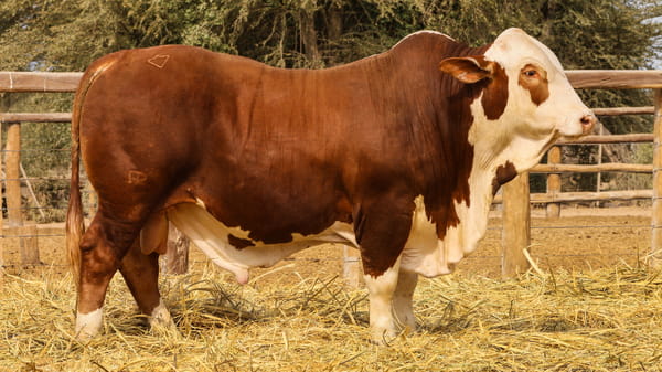 Lote LOTE 57