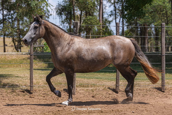 Lote MI NENA DE LA COLINA