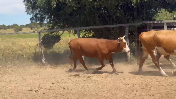 Lote 55 Vacas de invernar en Corrientes, Paso de Los Libres