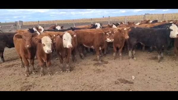 Lote 71 terneros/as