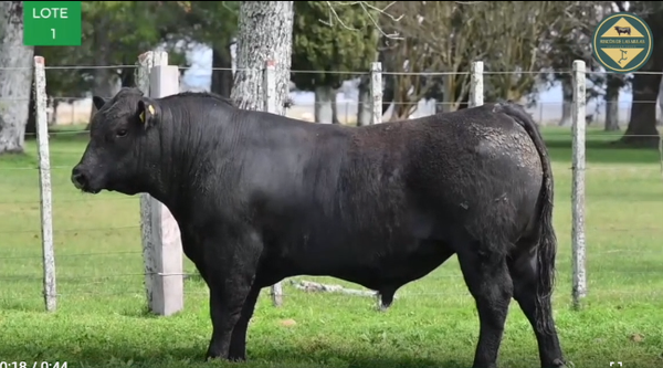 Lote TOROS RP 2672 2677 2693