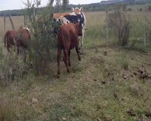 Lote 4 Piezas de cría CRUZAS 350kg - , San José