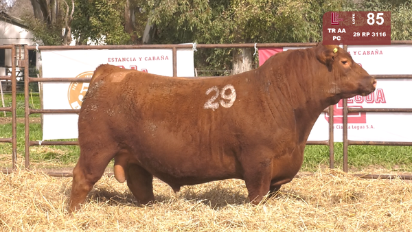 29 3116 — TOROS ANGUS COLORADOS  PC