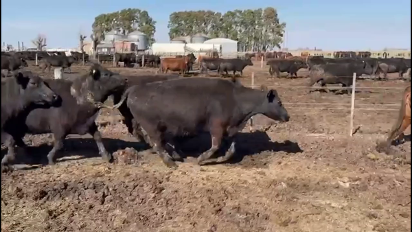 Lote 150 Vacas faena