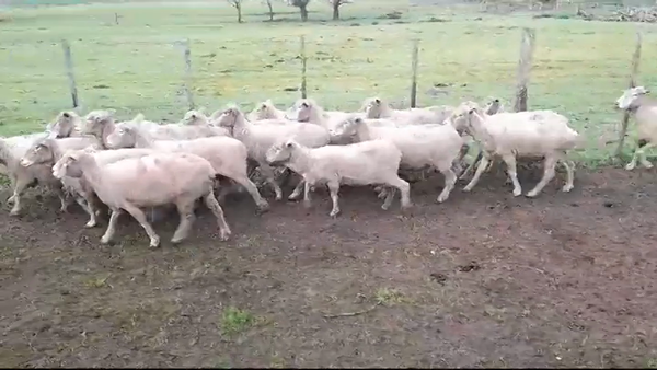 Lote OVEJAS
