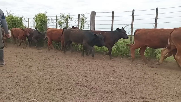 Lote 55 Terneras en Santa Fe, Capivara