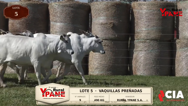 Lote Lote 5