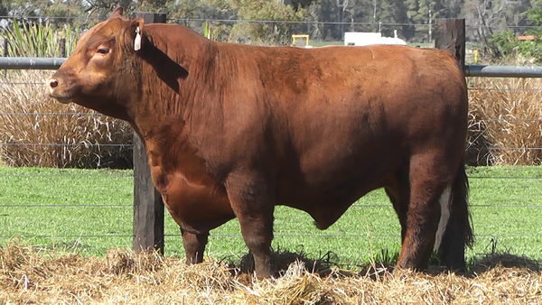 Lote TOROS A. ANGUS PURO PEDIGREE