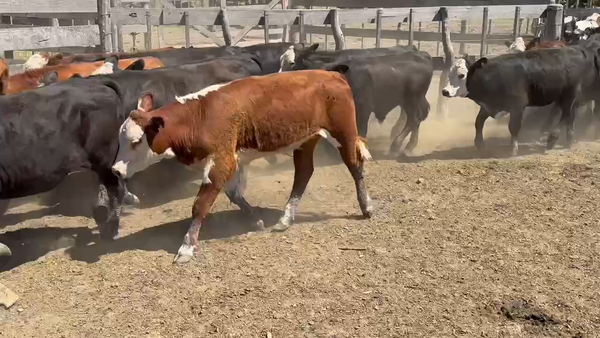 Lote 70 Terneros en Maciá, Entre Ríos