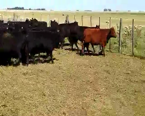 Lote 70 Terneros en Laprida, Buenos Aires