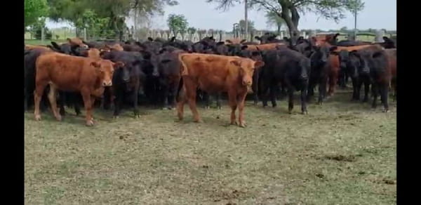 Lote 72 Terneros/as en Villaguay, Entre Ríos