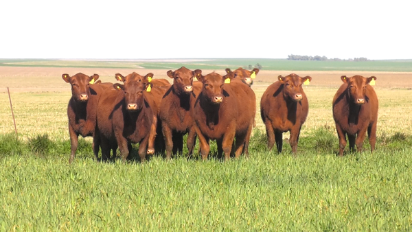 Lote VAQ. ANGUS COLORADAS PC C/GTÍA DE PREÑEZ  PARICION OTOÑO