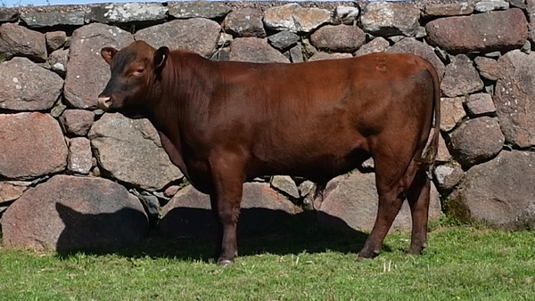 Lote 2 Toros, San José