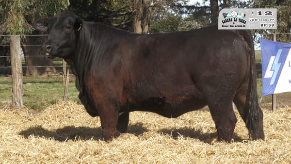 68 — HEMBRAS BRANGUS NEGROS Y COLORADO