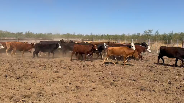 Lote 120 Vaquillonas